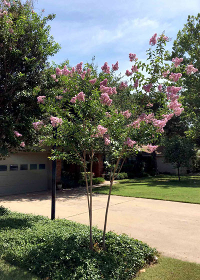 Photo: Formerly an eyesore, this crape myrtle looks like a handsome young tree that is really thriving.