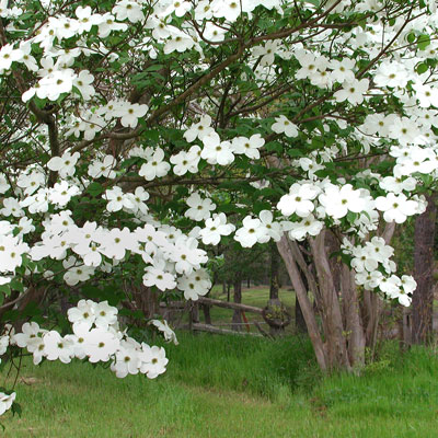 Photo: Native dogwoods in East Texas put on a great show. They’re great trees for shady spots, but they demand acidic soils.