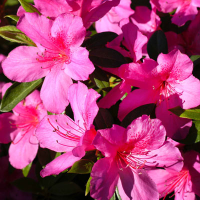 Photo: Azaleas have been bred in recent years to rebloom two and three times through the years – not just in spring. But they require extensive bed preparation if your soils are alkaline.