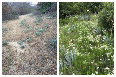 Above, left; the back forty prairie in winter and, at right, in late April.
