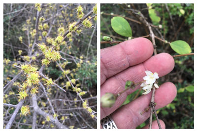 Above, left; Elbow-bush in flower and, at right, Winter Honeysuckle.