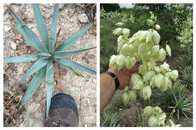 Above, left; Pallid Yucca mid-winter and, at right, in April bloom.