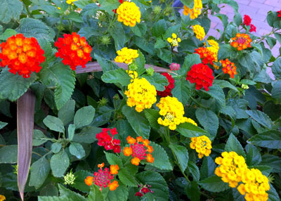 Photo: Lantanas are native to Texas, so they’re adapted to our heat and dry climate. They come in a wide range of colors. In parts of Texas they’re perennials. In colder areas treat them as annuals.