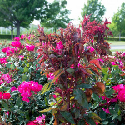 Photo: Even though only a few canes of this rose show the impact of rosette virus, the entire planting is infested. It was removed a few weeks after this photo was taken.