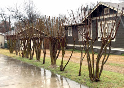Photo: Topping is the fastest way to ruin a beautiful crape myrtle. There is no good justification!