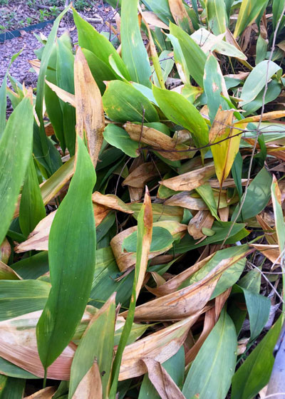 Photo: This is a planting of aspidistra in McKinney. It’s actually in a more protected location than the beds at our house, but you can see in this photo from five days ago how much damage the cold did to the plants’ leaves.