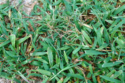 Photo: Crabgrass is a lawn and garden invader. It has short runners that can extend out 8 or 12 inches from the crown. Seed heads look like helicopter rotors. Leaves are medium green. Do not confuse this grass with dallisgrass (clump-forming perennial grass with very dark green leaves and black, peppery specks on the seeds). Crabgrass is also prevented by the pre-emergent weedkillers. Dallisgrass will not be.