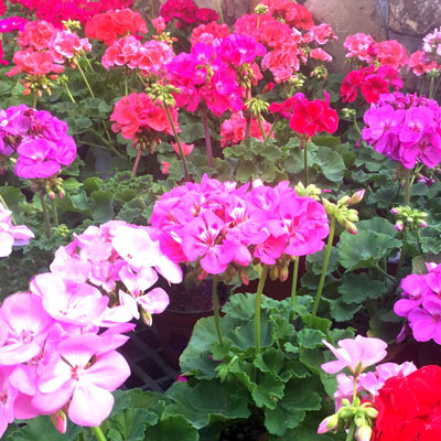 Photo: Garden center benches filled with geraniums rev up our dreams of spring. (Photo taken at Calloways.)