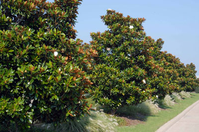 Photo: Little Gem southern magnolias are a far better choice than Bradford pears.