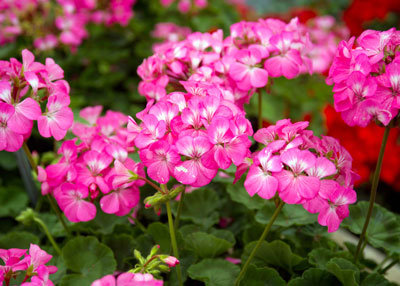 Photo: Few annuals bring more vivid early spring colors than popular geraniums.