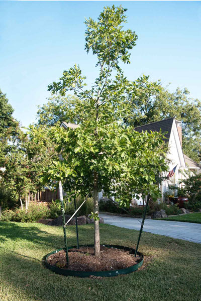Young red oak has been perfectly planted and staked. Hopefully the homeowner completed the job by adding paper tree wrap. (Remove the cables before they can girdle the tree’s trunk – usually after 18 to 24 months.)