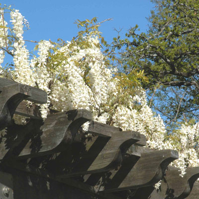 Photo: White wisterias are less common, but very attractive.