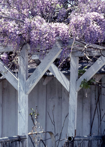 Photo: Wisteria blooming at abandoned farmstead near Grand Saline.