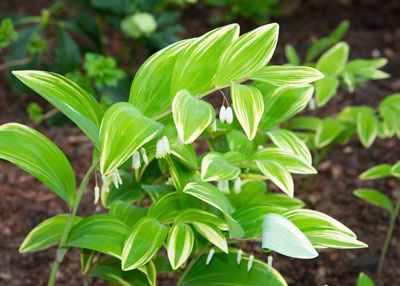 Photo: Solomon’s seal is in bloom this week in our garden. Its dainty white flowers hang gracefully from its stems.