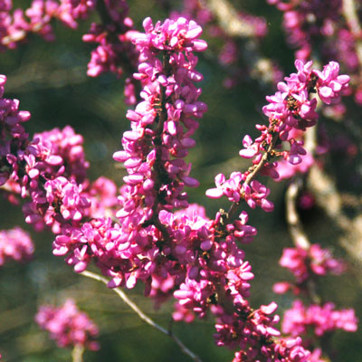 Photo: ‘Avalon’ is a selection of another redbud species.