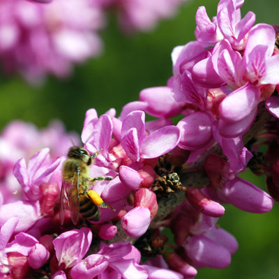 Photo: Being legumes, redbuds are favorites of bees while they are flowering.