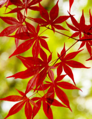 Japanese Maple New Growth 300x390 