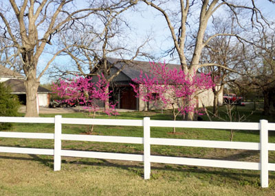 Photo: ‘Oklahoma’ redbuds grow best as understory trees, in the canopies of larger trees’ shade.