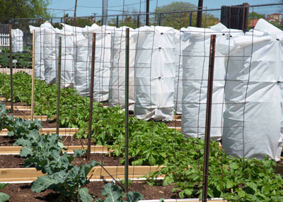Photo: Tomatoes being grown with frost cloth long after danger of freezes has passed in San Antonio Extension demonstration garden. The cloth maintains warm temperatures as it protects against spread of insects and diseases.
