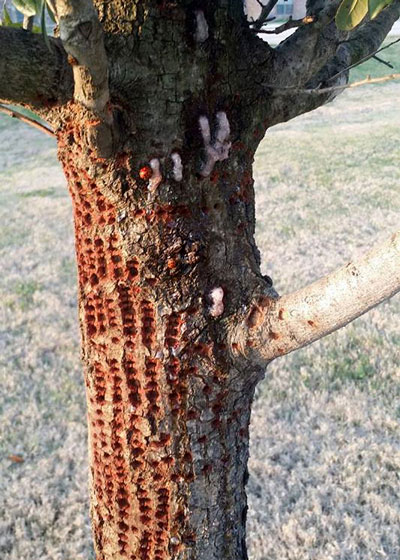 Sapsucker-damage-to-live-oak-trunk