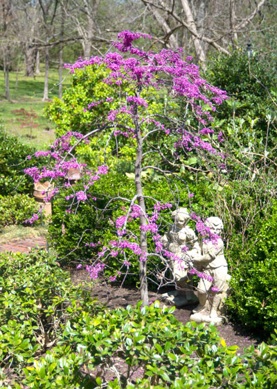 Photo: ‘Traveler’ redbud is a dwarf, weeping form. Shown here in the Sperry backyard landscape.