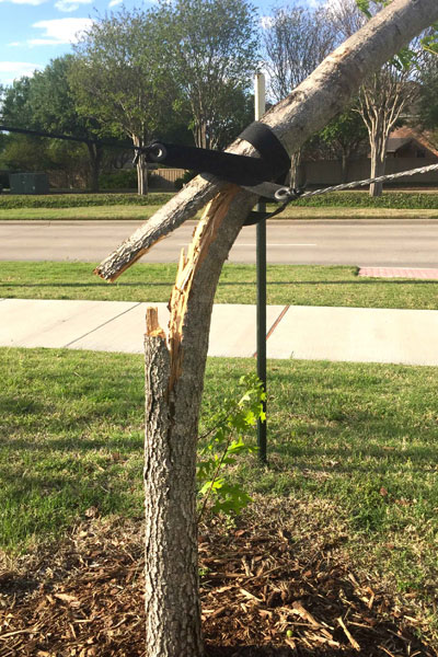 Be sure your support cables are high enough on the trunk. This tree in West McKinney snapped in the wind yesterday morning. The strong winds caught the leaf canopy and popped the trunk.
