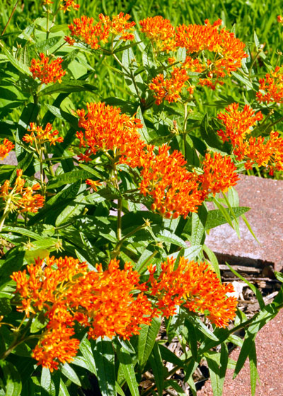 Photo: Planting of butterfly weed blooms beautifully for several weeks each spring.