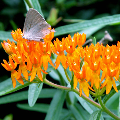 Photo: Butterflies get the word out that this plant has arrived. They flock from all around!