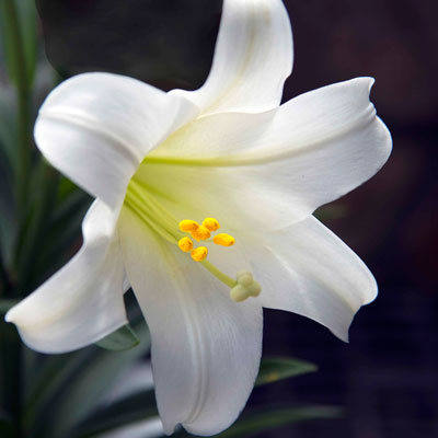 Happy Easter Lilies Neil Sperry S Gardens,Types Of Hamsters