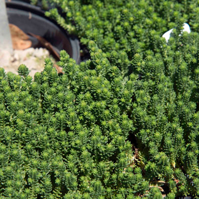 Photo: Sedum sexangularis has proven its merits time and again in the Sperry home landscape.