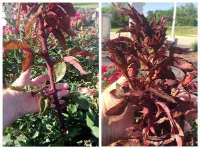 Photos: These closer photos show you the extreme size of the infected bull cane as well as the mass of new growth on another infected stem. This plant should be removed immediately. There is no cure for this virus, nor is there a way to stop the spread of the microscopic, wind-borne mite.