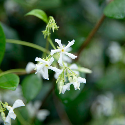 Photo: Pinwheel-shaped blossoms and the plant’s wide use in the Old South have given rise to its two common names, star jasmine and Confederate jasmine.
