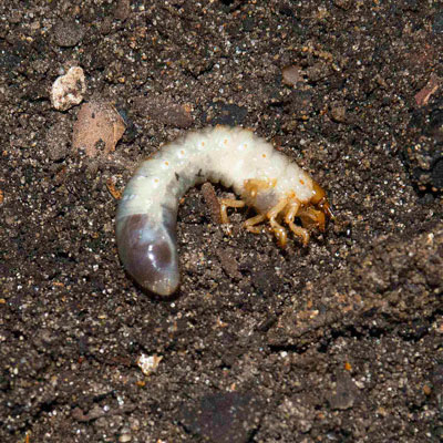 White grub worm