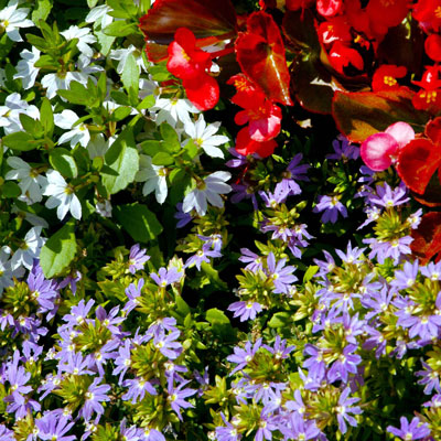 Blue and white fanflowers and begonias