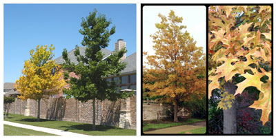 Left photo: Northern pin oak mistakenly planted for a Shumard red oak. Side by side placement with a true Shumard red oak allows you to see how pin oaks fare in Texas’ alkaline clay soils. Click photo for a larger view. Right photo: Another pin oak that showed these extreme symptoms two years ago is now dead.