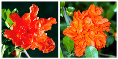 Photos: Popular fruiting variety ‘Wonderful’ on left produces semi-double flowers. Compare petal count with the showier ‘Pleniflora’ on right.
