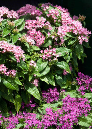 Pentas Come of Age - Neil Sperry's GARDENS