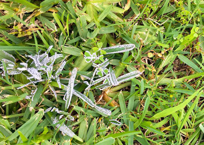 A white slime mould on grass - The Lawn Man