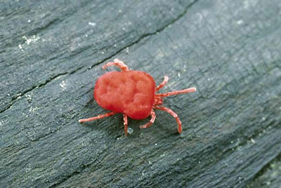 Chigger Actual Size Scabies Mite