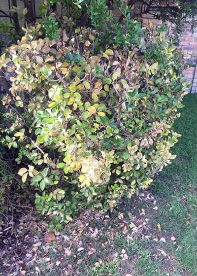 Scale On Euonymus Shrubs: How To Get Rid Of Euonymus Scale Insects