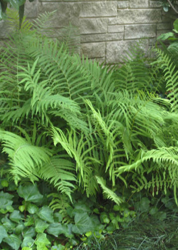 Texture – Forgotten Feature of Landscaping - Neil Sperry's GARDENS