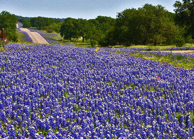 Plant of the Millennium: Bluebonnets! - Neil Sperry's GARDENS