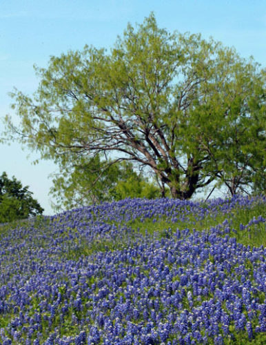 Plant of the Millennium: Bluebonnets! - Neil Sperry's GARDENS