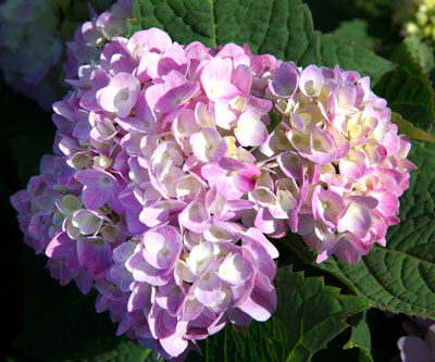 Happy Hydrangeas - Neil Sperry's GARDENS