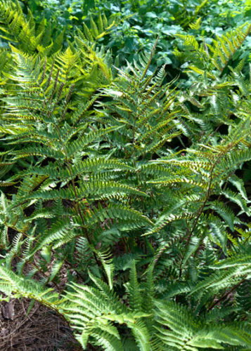 From the Sperry Gardens: Brilliance autumn fern - Neil Sperry's GARDENS