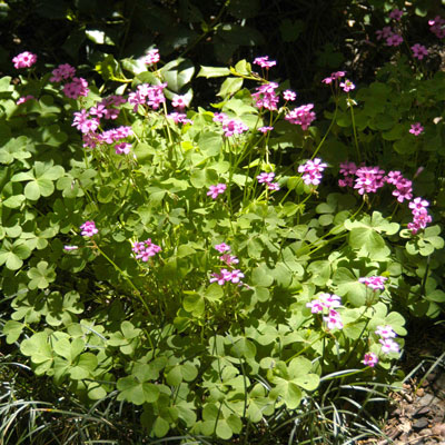 Oxalis – Beloved and Behated - Neil Sperry's GARDENS