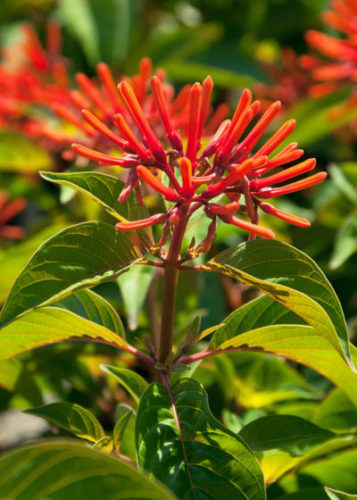 Plant of the Week – September 27, 2018: Firebush - Neil Sperry's GARDENS