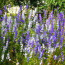 Plant Of The Week – February 7, 2019: Reseeding Larkspur - Neil Sperry 