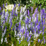 Plant of the Week – February 7, 2019: Reseeding Larkspur - Neil Sperry ...