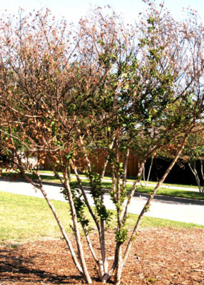 3-7-19-Crape-Myrtle-freeze-damage - Neil Sperry's GARDENS